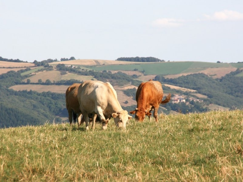 Aveyron / Gastronomie / Ferme / Roquefort